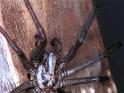 Tegenaria_parietina_F1744_Z_78_Les Gris_Frankrijk